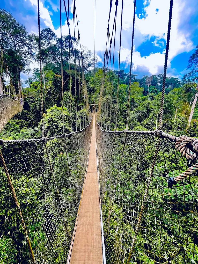 Kakum National Park from Accra: What to Know Before You Go